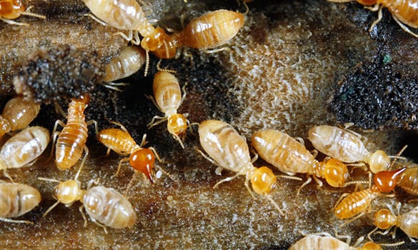 Termite Control Westchester County NY